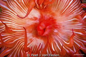 Candy-striped sea anemone,False bay, South Africa by Peet J Van Eeden 